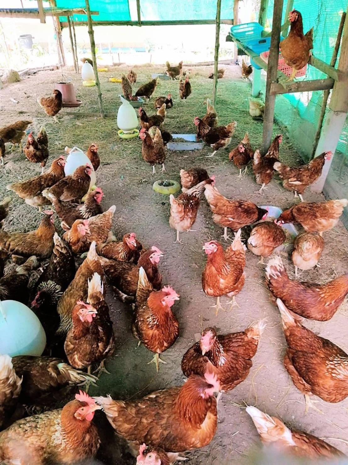 Yaoisland Resort And Farm Ko Yao Kültér fotó