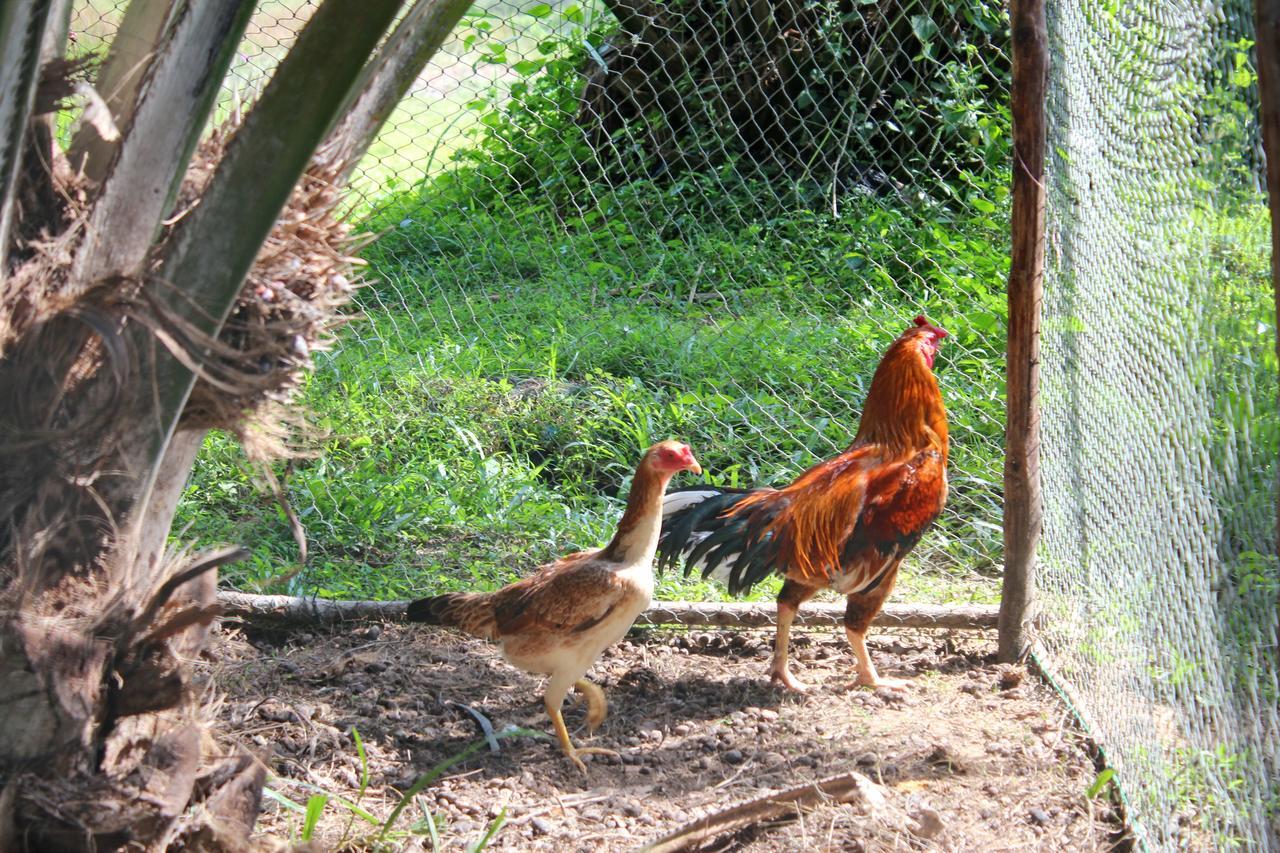 Yaoisland Resort And Farm Ko Yao Kültér fotó