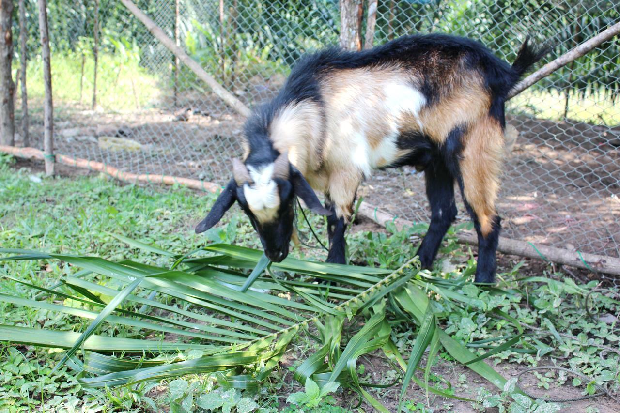 Yaoisland Resort And Farm Ko Yao Kültér fotó