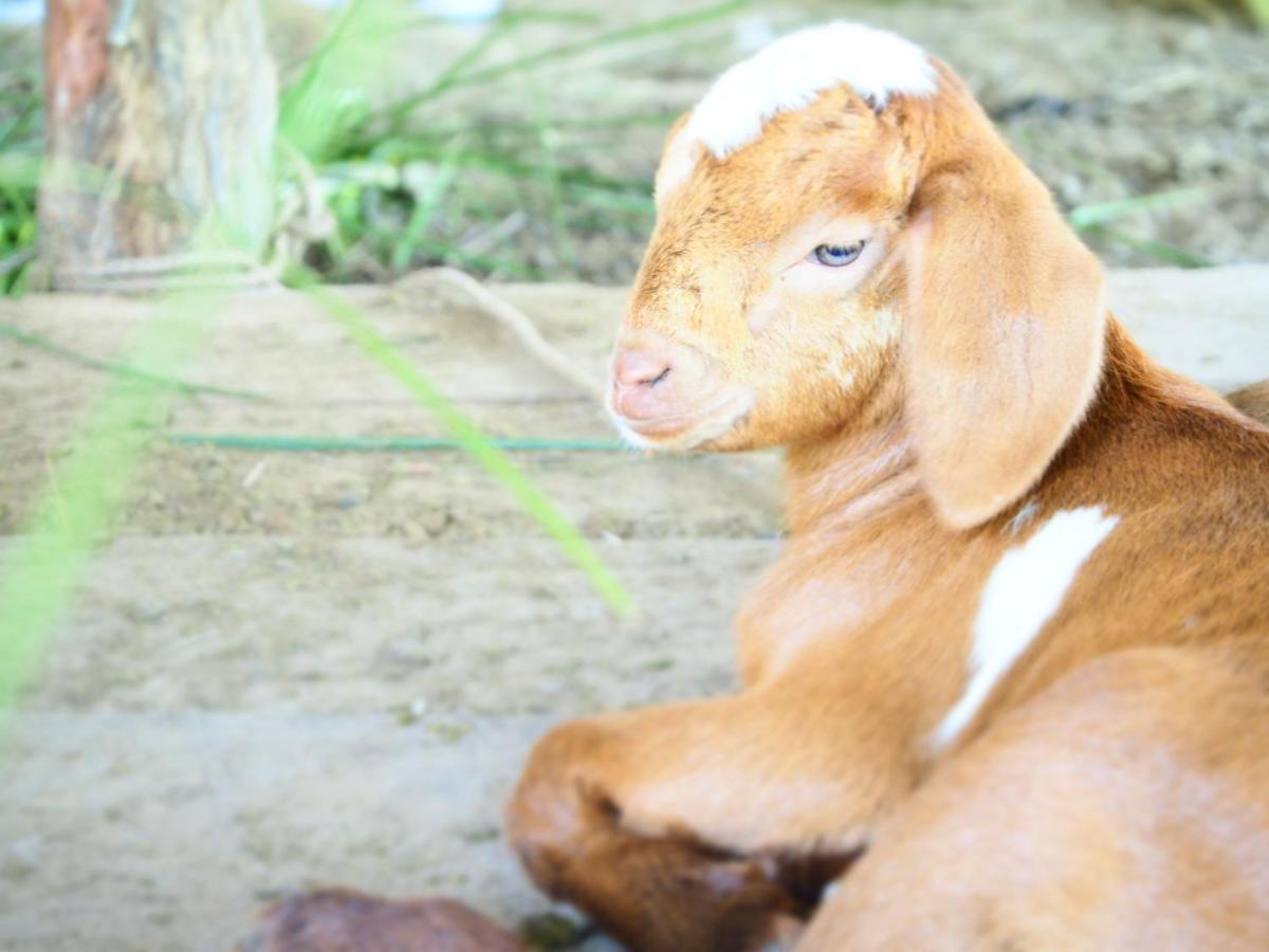 Yaoisland Resort And Farm Ko Yao Kültér fotó