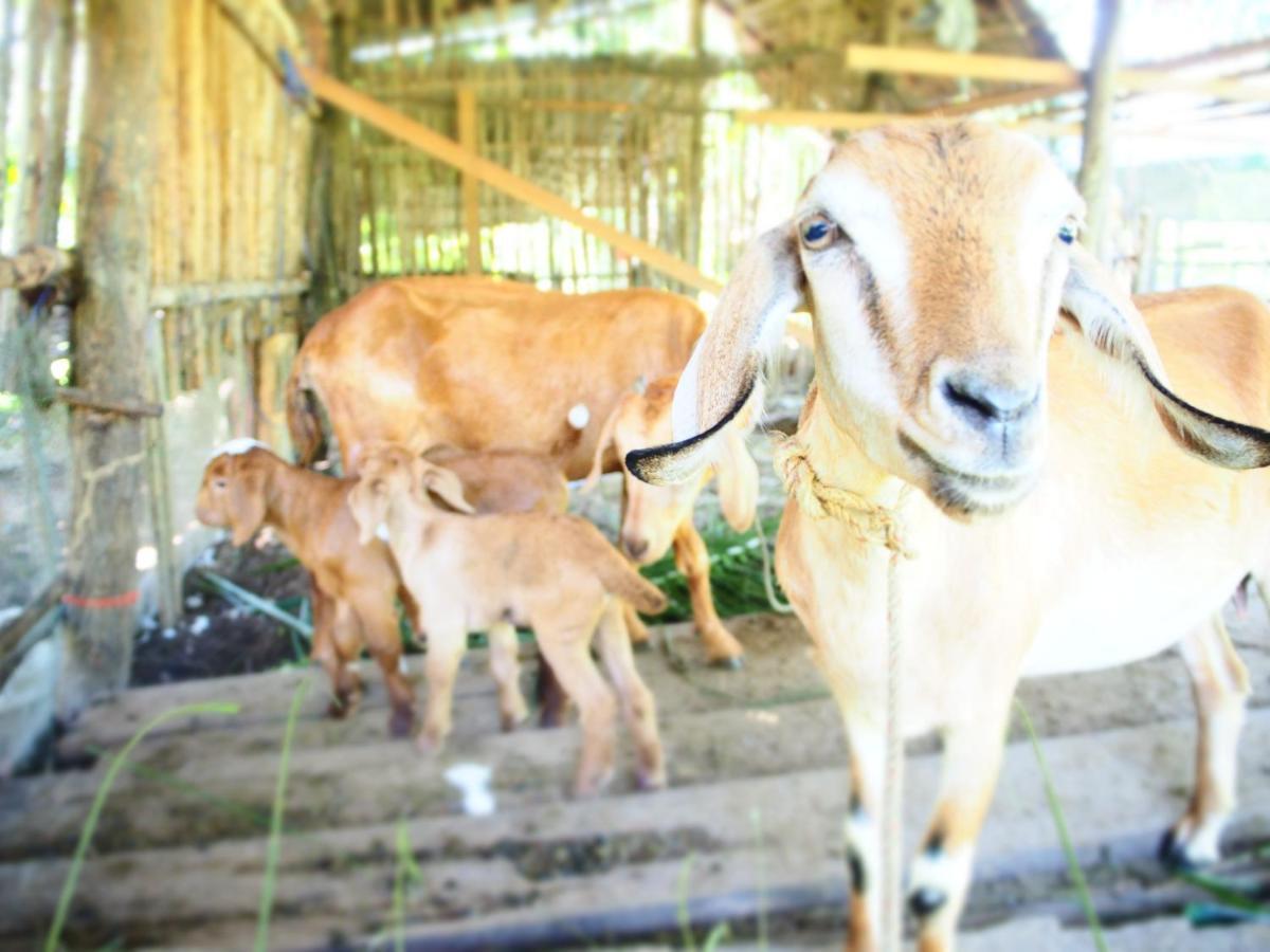 Yaoisland Resort And Farm Ko Yao Kültér fotó