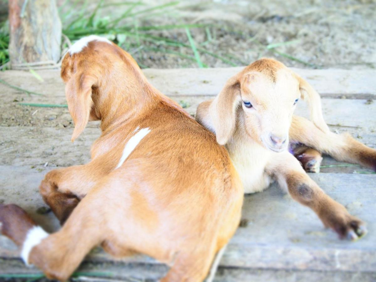 Yaoisland Resort And Farm Ko Yao Kültér fotó